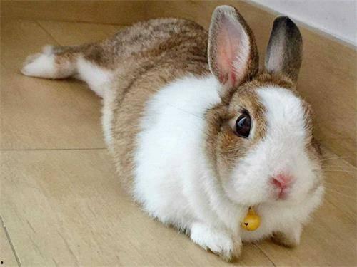 吃瓜网困困兔,吃瓜网上的甜蜜瓜农