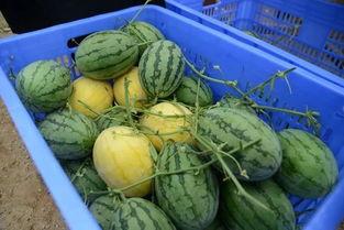 武都城网红吃瓜群微信,揭秘网络热点的幕后故事