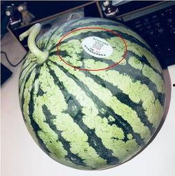 吃瓜广州网红,揭秘城市生活趣味瞬间