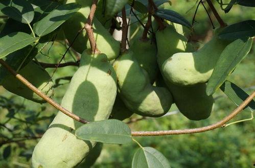 吃瓜事件网红楠楠