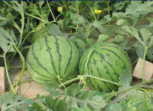 永康网红吃瓜事件,揭秘网络舆论的风暴与真相